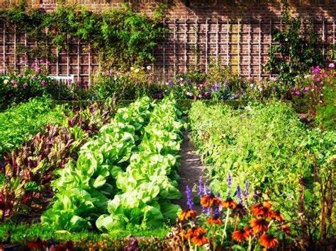 Organic Garden